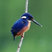 Azure Kingfisher